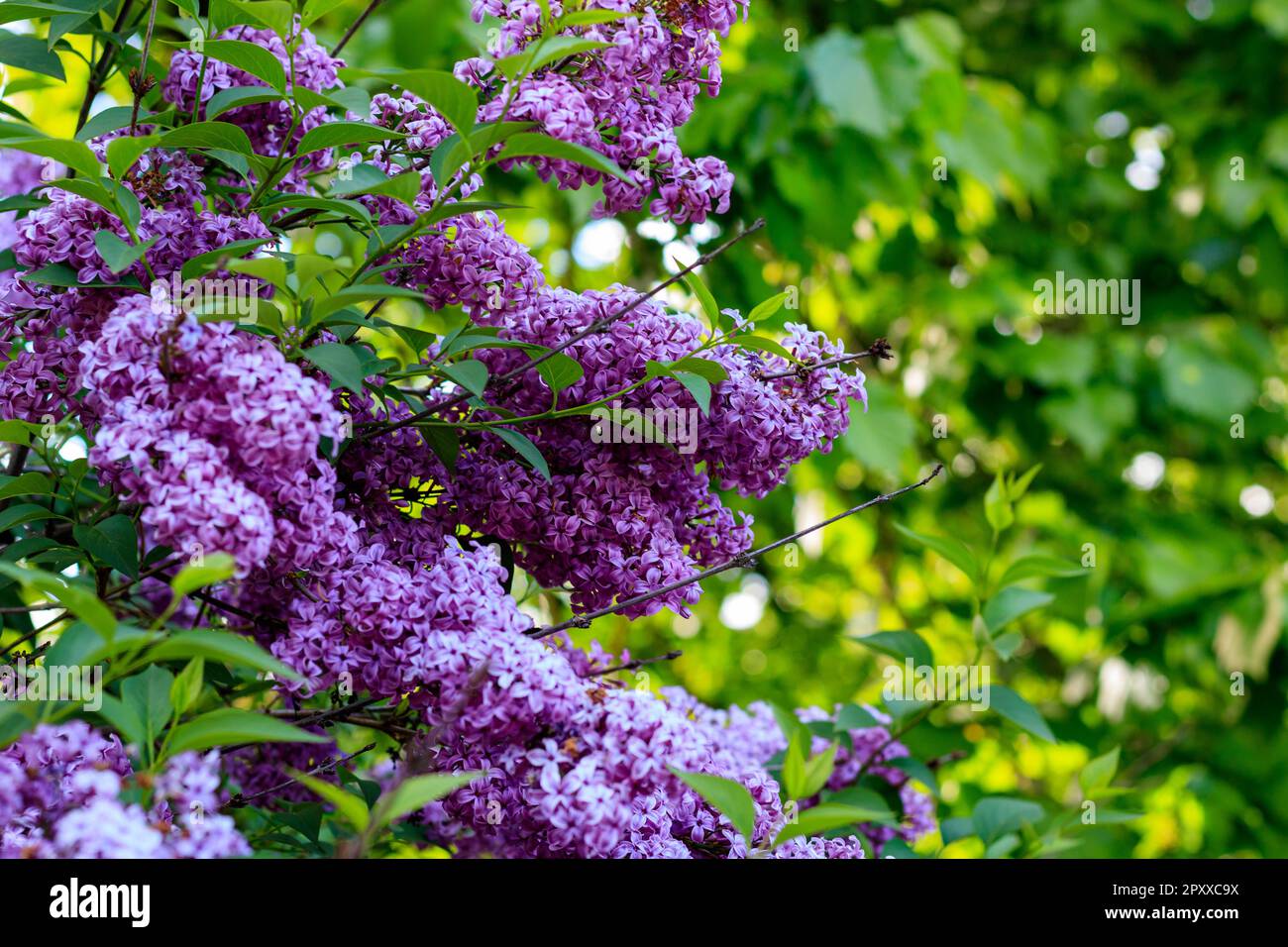 Purple Lilas Bush (Syringa vulgaris) en pleine floraison sur un fond vert luxuriant Banque D'Images