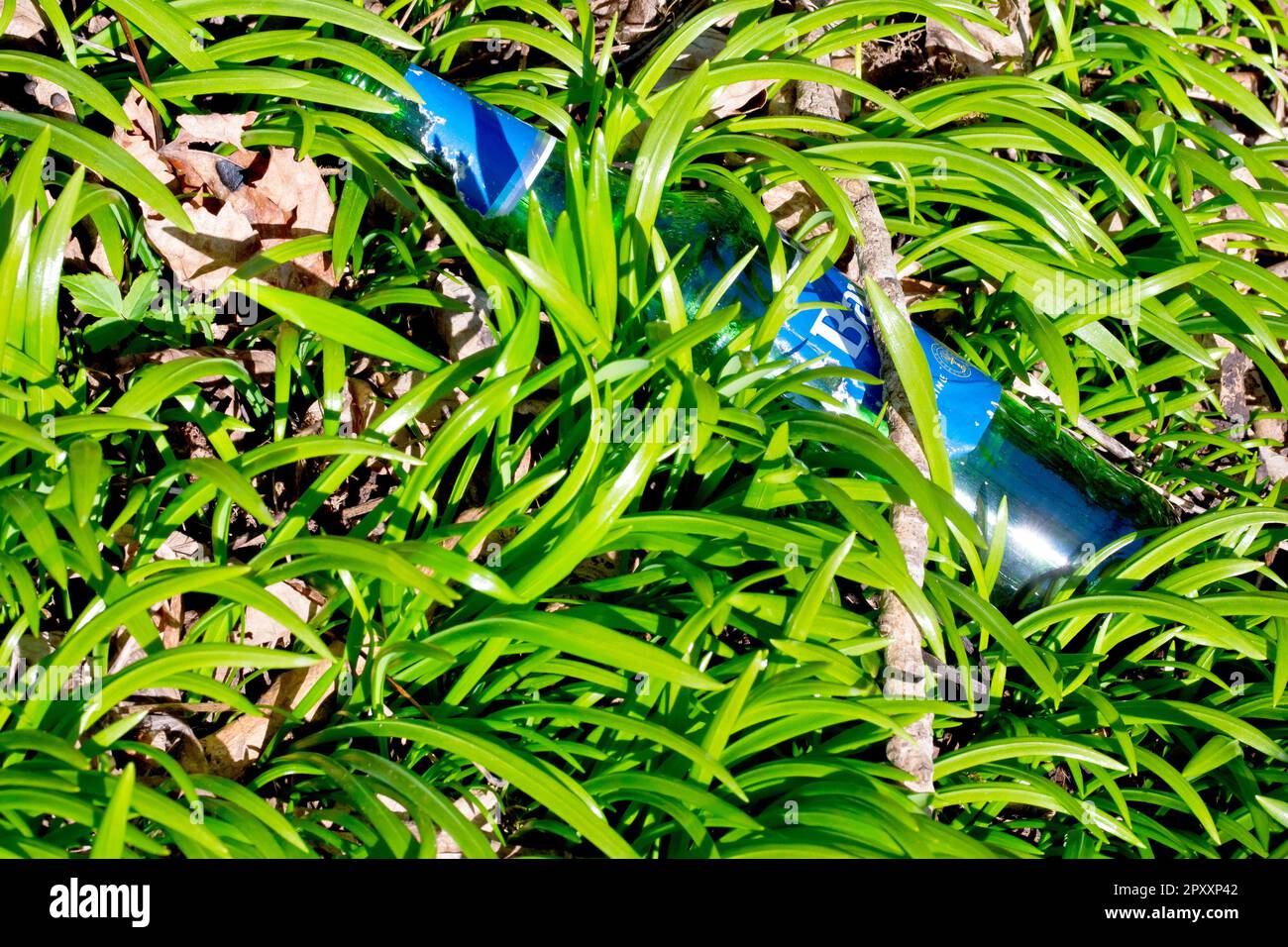 Gros plan d'une bouteille de bière verte vide, soigneusement jetée et maintenant cachée et cachée par les pousses vertes du printemps. Banque D'Images