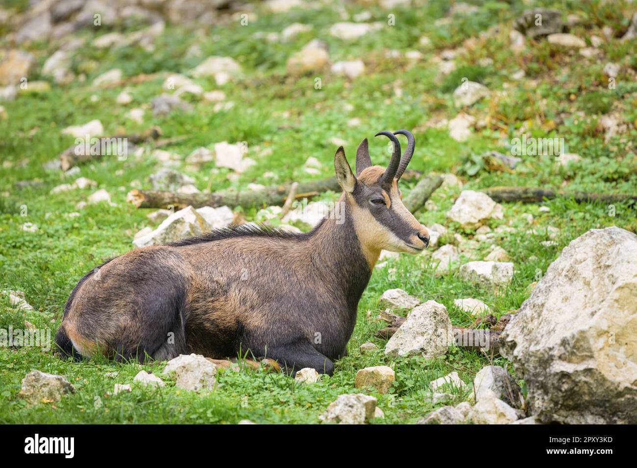 Une chamois debout dans un zoo autrichien, jour nuageux en automne Banque D'Images