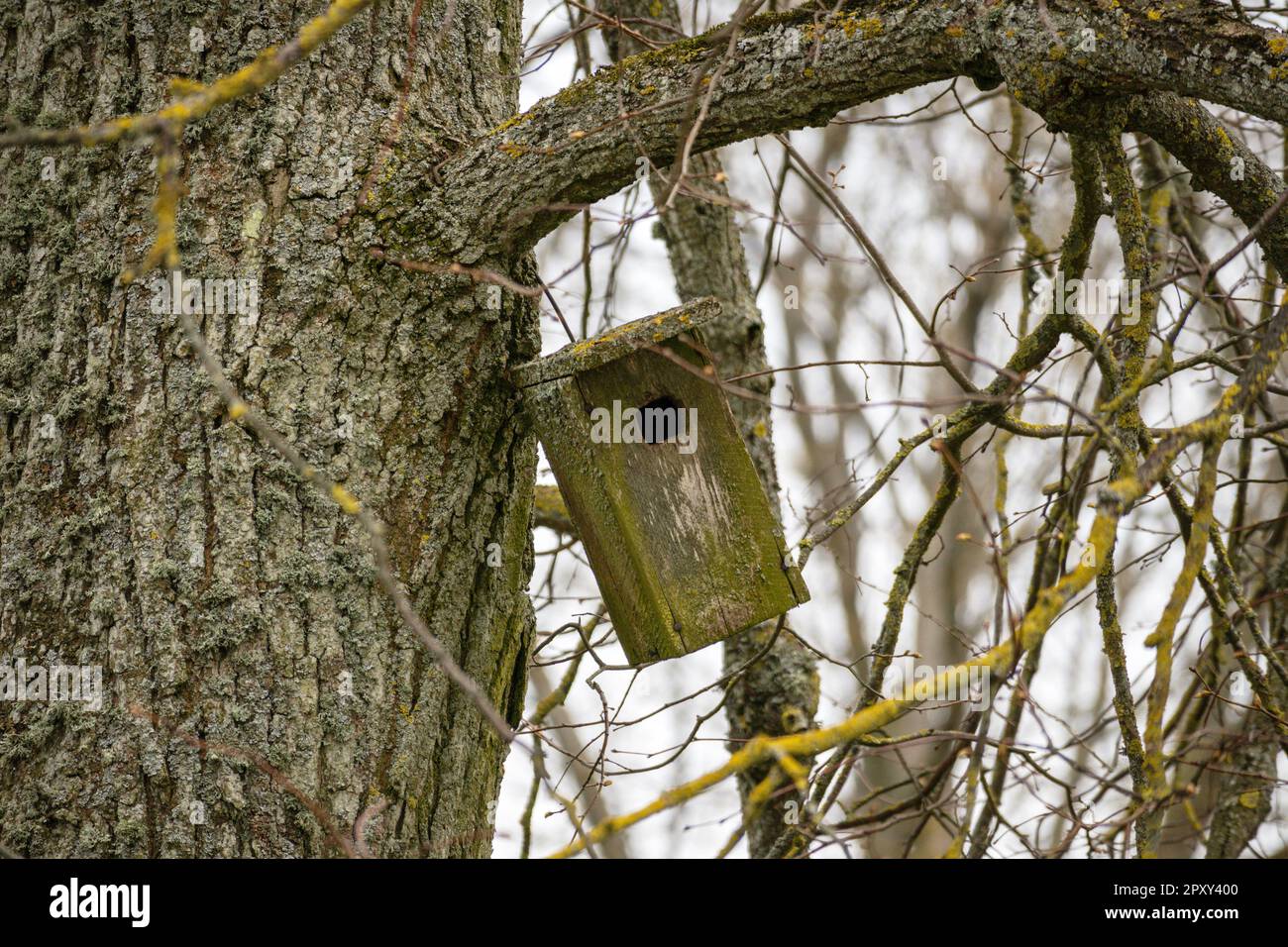 Un birdhouse vert est suspendu sur un arbre dans un arbre. Banque D'Images