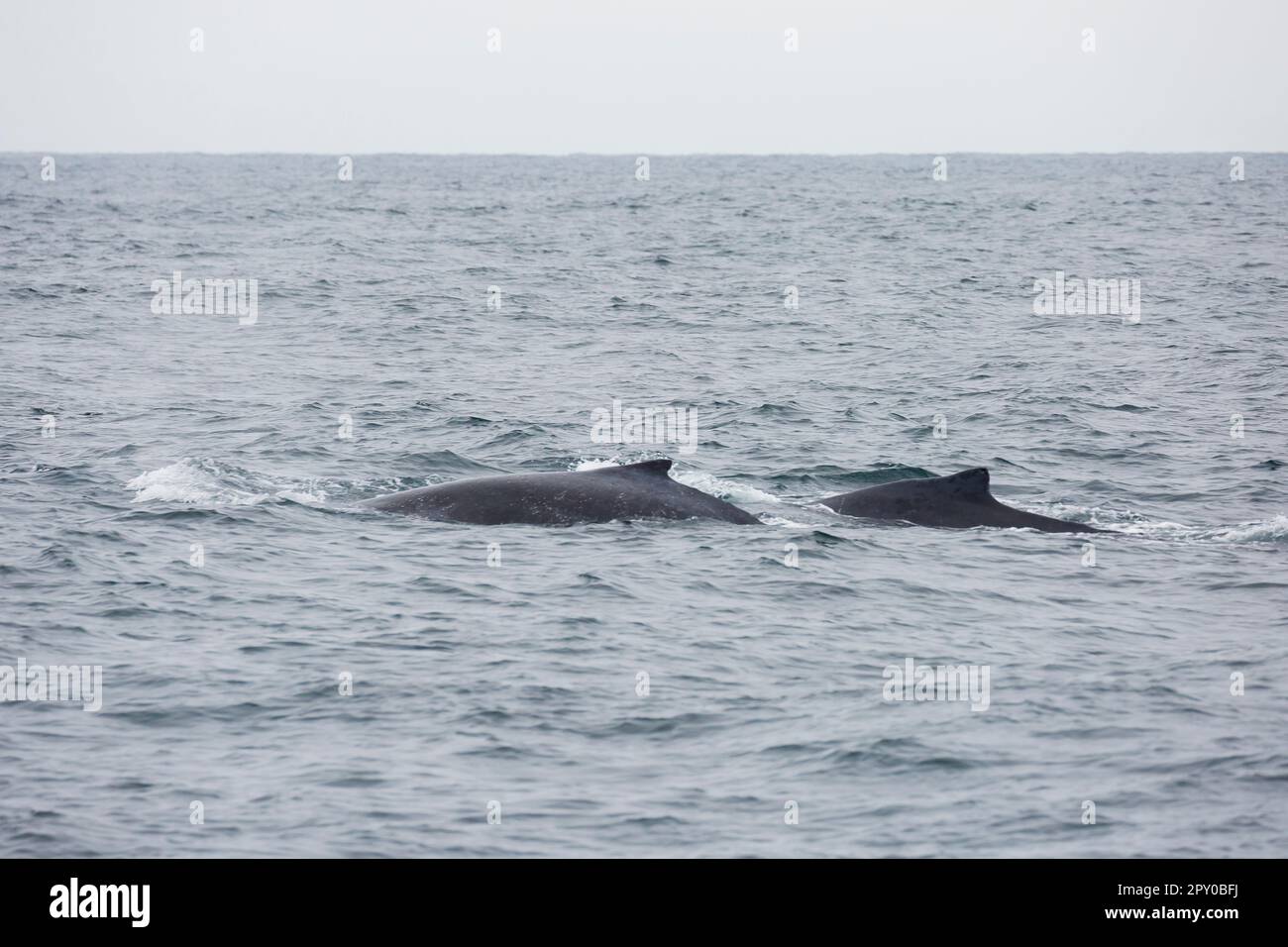 mère baleine et veau en equateur Banque D'Images