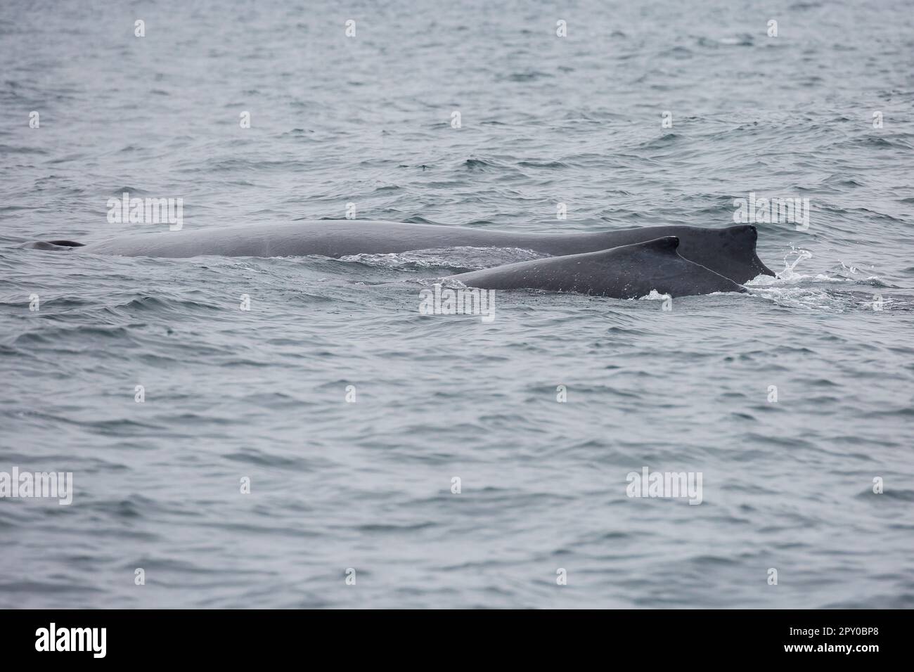 mère baleine et veau en equateur Banque D'Images