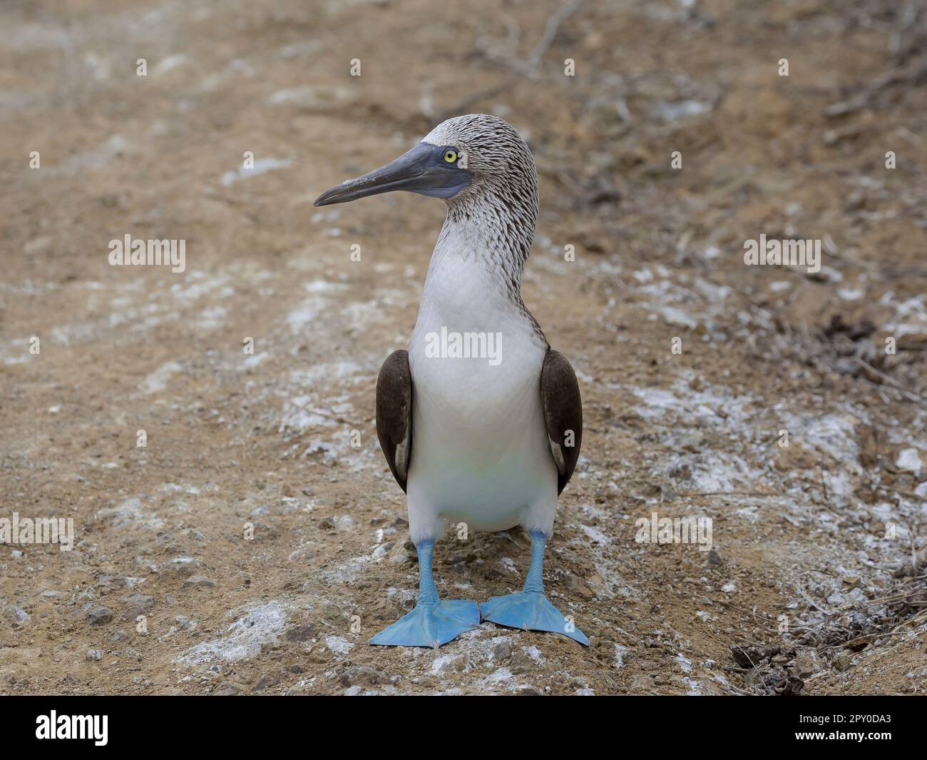 booby à pieds bleus à galapagos, equateur Banque D'Images