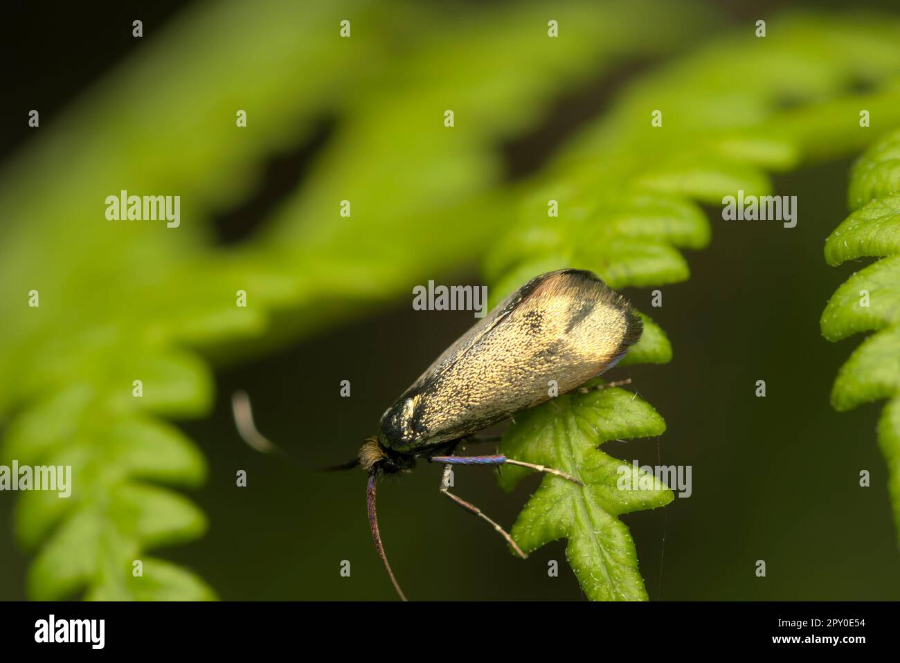 Une seule femelle Green longhorn (Adela reaumurella) sur une feuille verte, photographie d'insectes, macro, biodiversité, papillons Banque D'Images