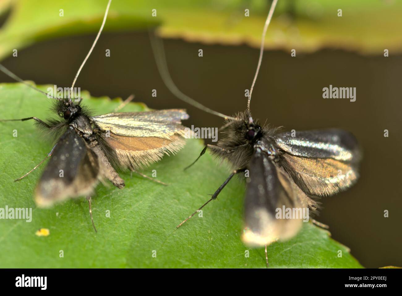 Deux mâles longhorn verts (Adela reaumurella) sur une feuille verte avec des ailes étalées, saison d'accouplement, photographie d'insectes, macro, biodiversité, papillons Banque D'Images