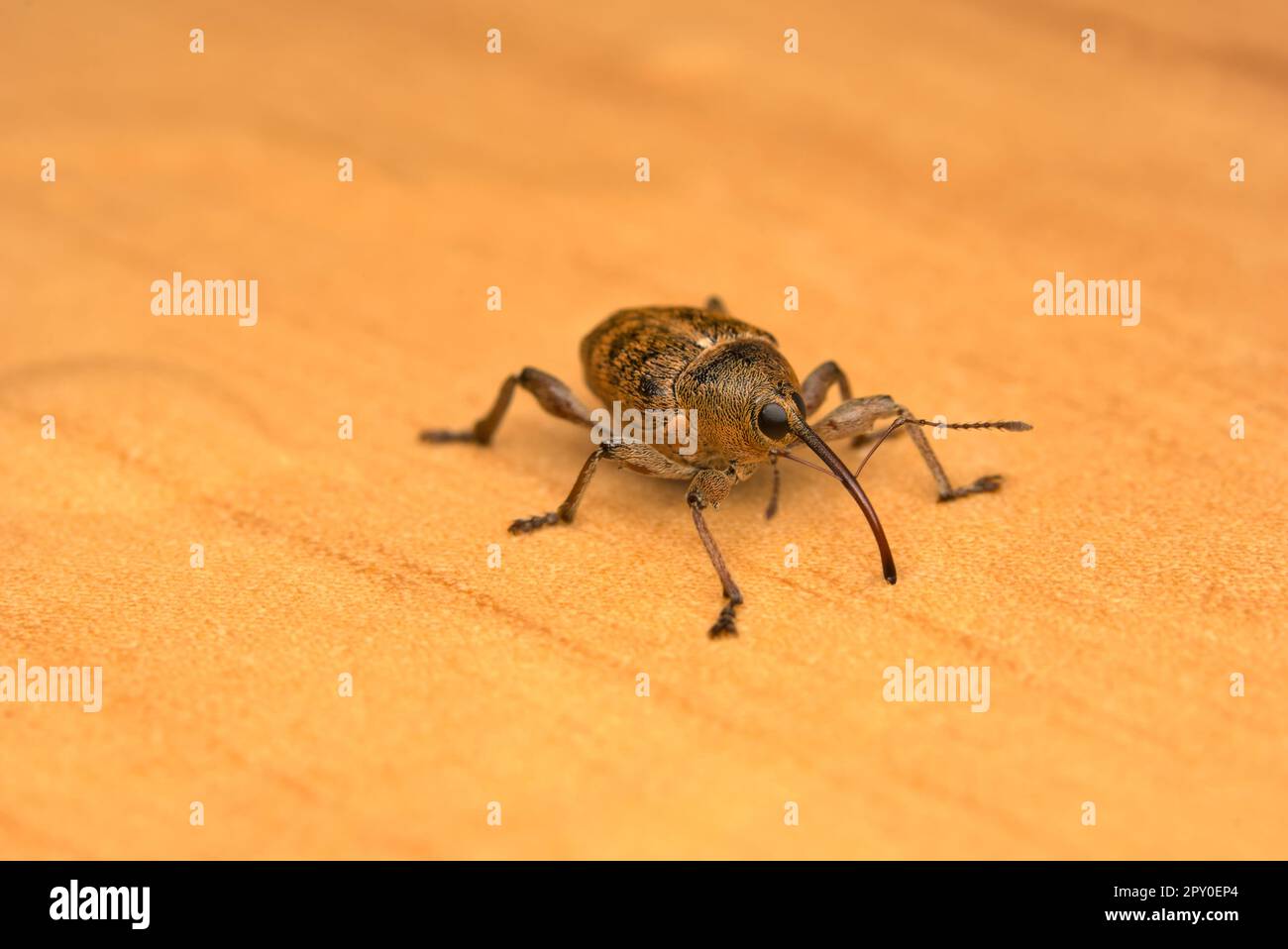 Single Weevil (curculio glandium) sur sol en bois, macro photographie d'insectes, nature, biodiversité Banque D'Images