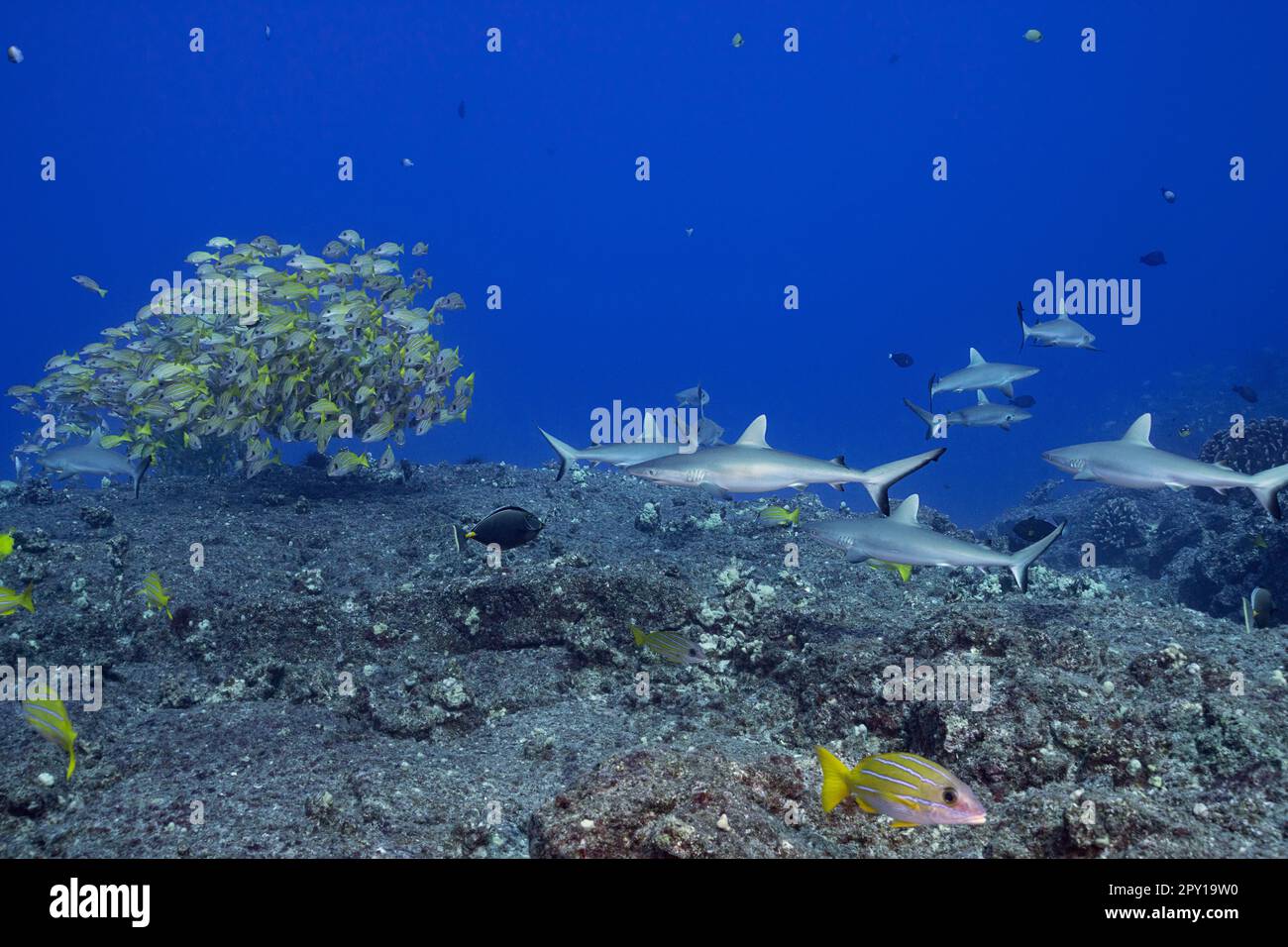 Jeunes requins gris de récif, Carcharhinus amblyrhynchos, sur la roche de lave et le récif de corail et l'école de nappers ou de tapes bleuets, Mahaiula, Kona, Hawaii Banque D'Images