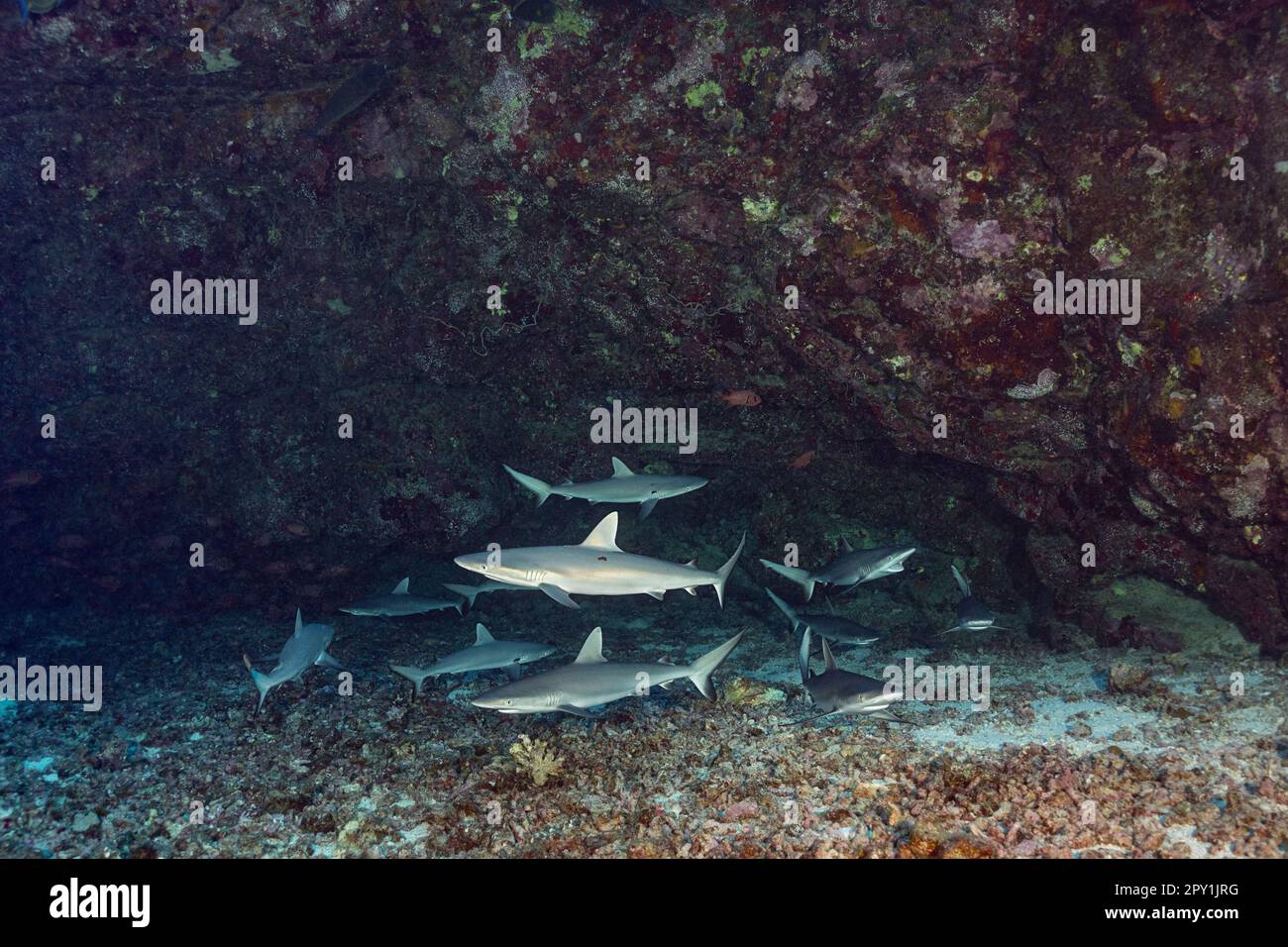 Jeunes requins gris de récif, Carcharhinus amblyrhynchos, scolarisation dans la caverne sous-marine, le requin à l'arrière droit ouvre la bouche pour solliciter le nettoyage Banque D'Images