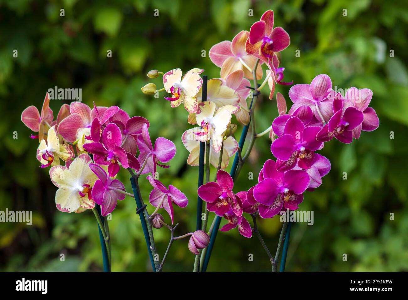 Belles fleurs d'orchidées - phalaenopsis Banque D'Images