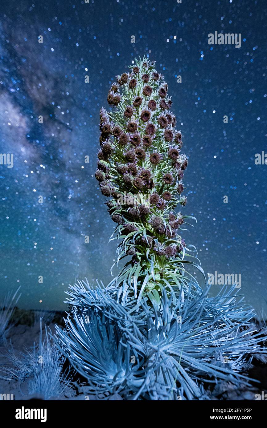 Floraison Mauna Kea argentmot ou ahinahina, Argyroxiphium sandwich, subsp. Le sandwich, une espèce en danger critique d'extinction, endémique à l'île d'Hawaï Banque D'Images