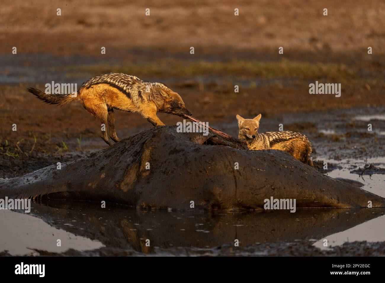 Les larmes de chacal à dos noir goyent de la carcasse de la girafe Banque D'Images