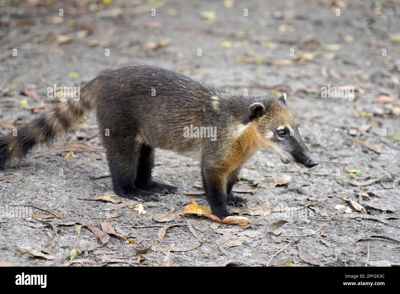 CUB de Quati également connu sous le nom de Coati sud-américain dans le parc écologique brésilien Banque D'Images