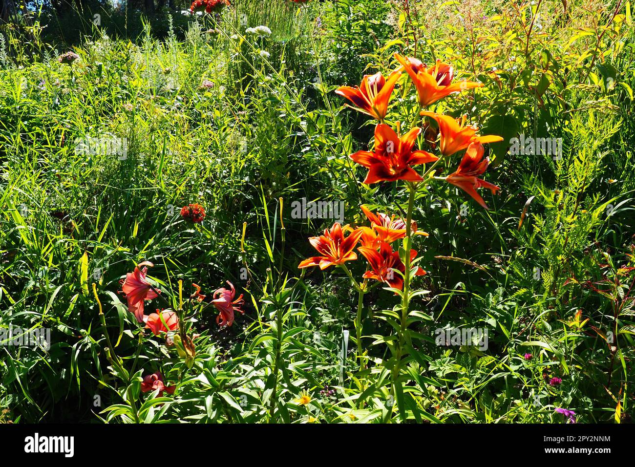 Hemerocallis aurantiaca est un genre de plantes de la famille des Asphodelaceae de Lilaynikov. Belles fleurs de nénuphars orange avec six pétales. Long fin vert le Banque D'Images