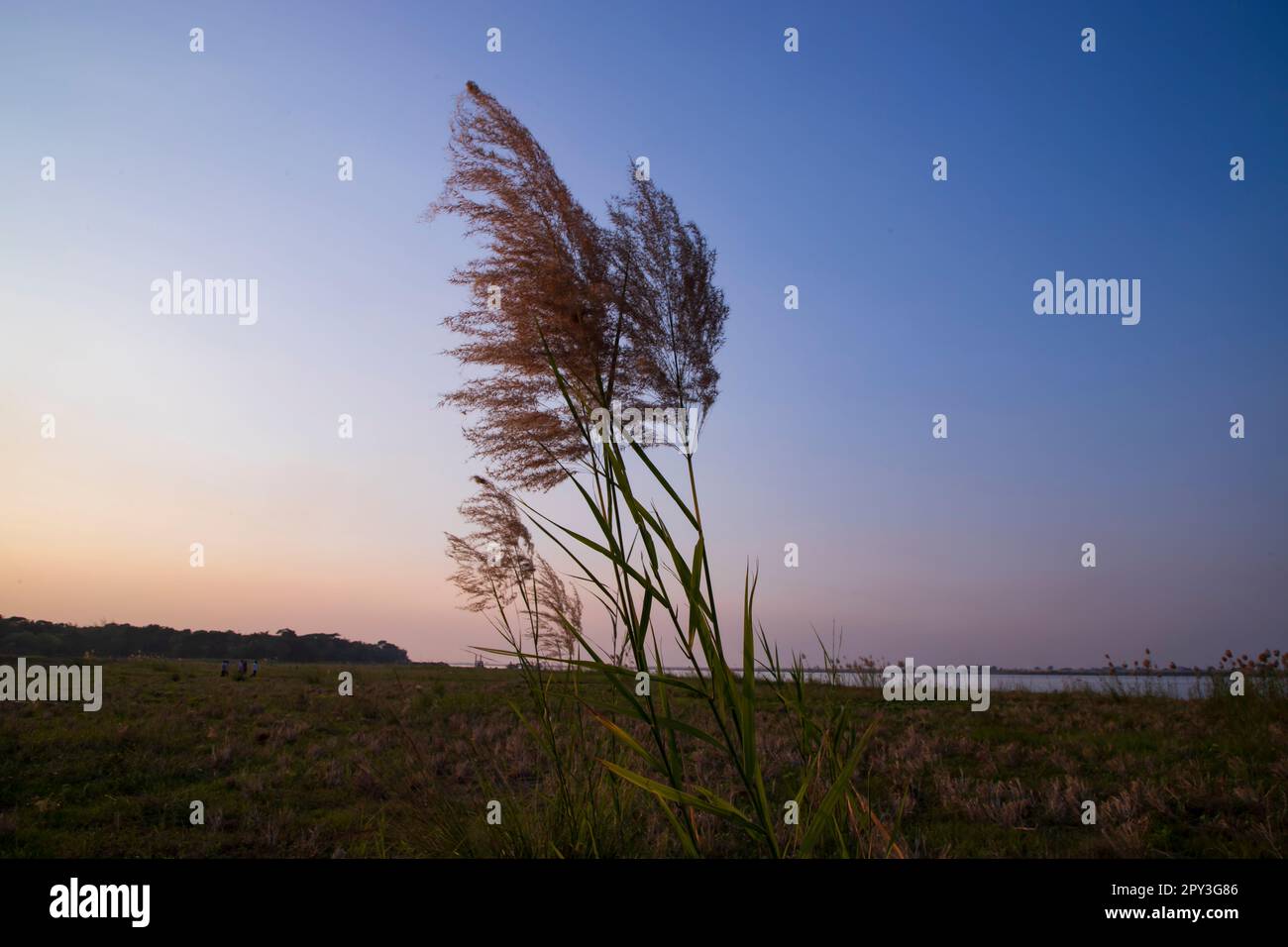 L'herbe de KanS ou le saccharum spontaneum fleurs champ contre le ciel bleu coloré de la soirée Banque D'Images