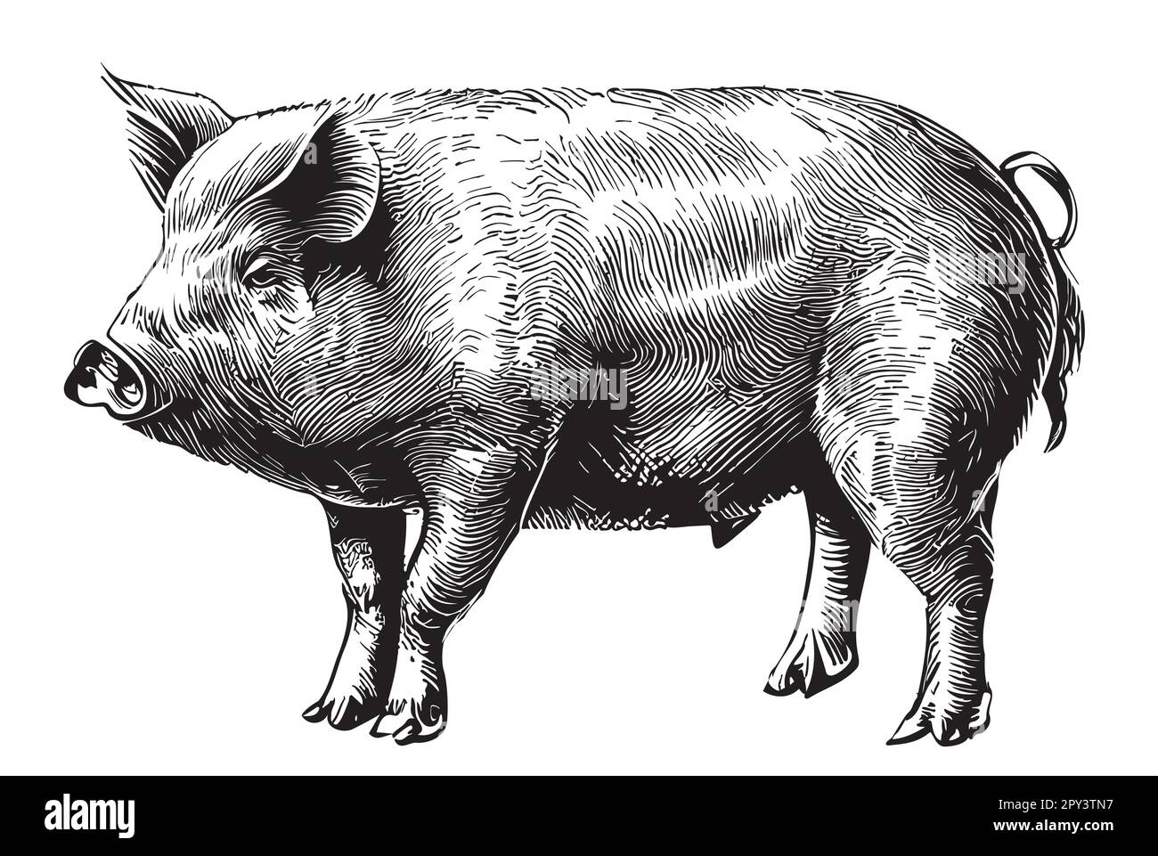Dessin de cochon dessiné à la main dans l'illustration de style Doodle Illustration de Vecteur