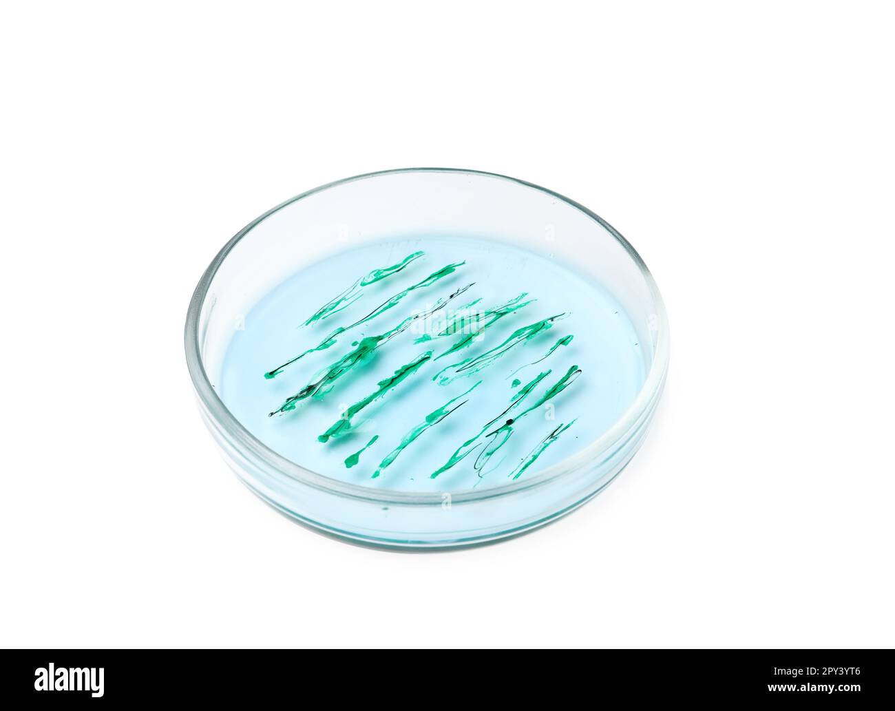 Boîte de Pétri avec colonie de bactéries isolée sur blanc Banque D'Images