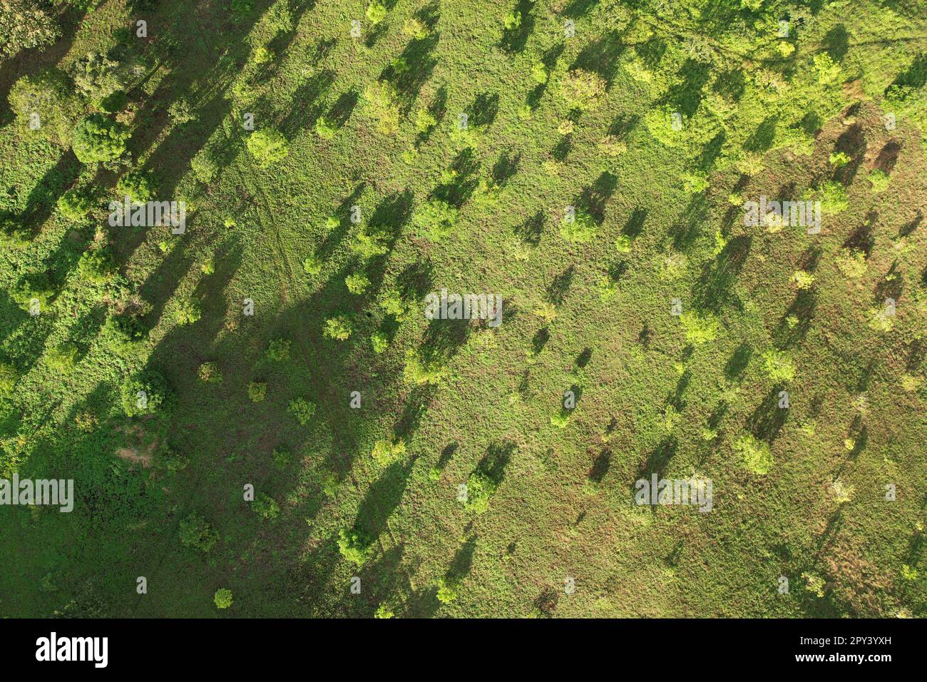 Petits nouveaux arbres sur ferme vert champ aérien vue de dessus de drone Banque D'Images