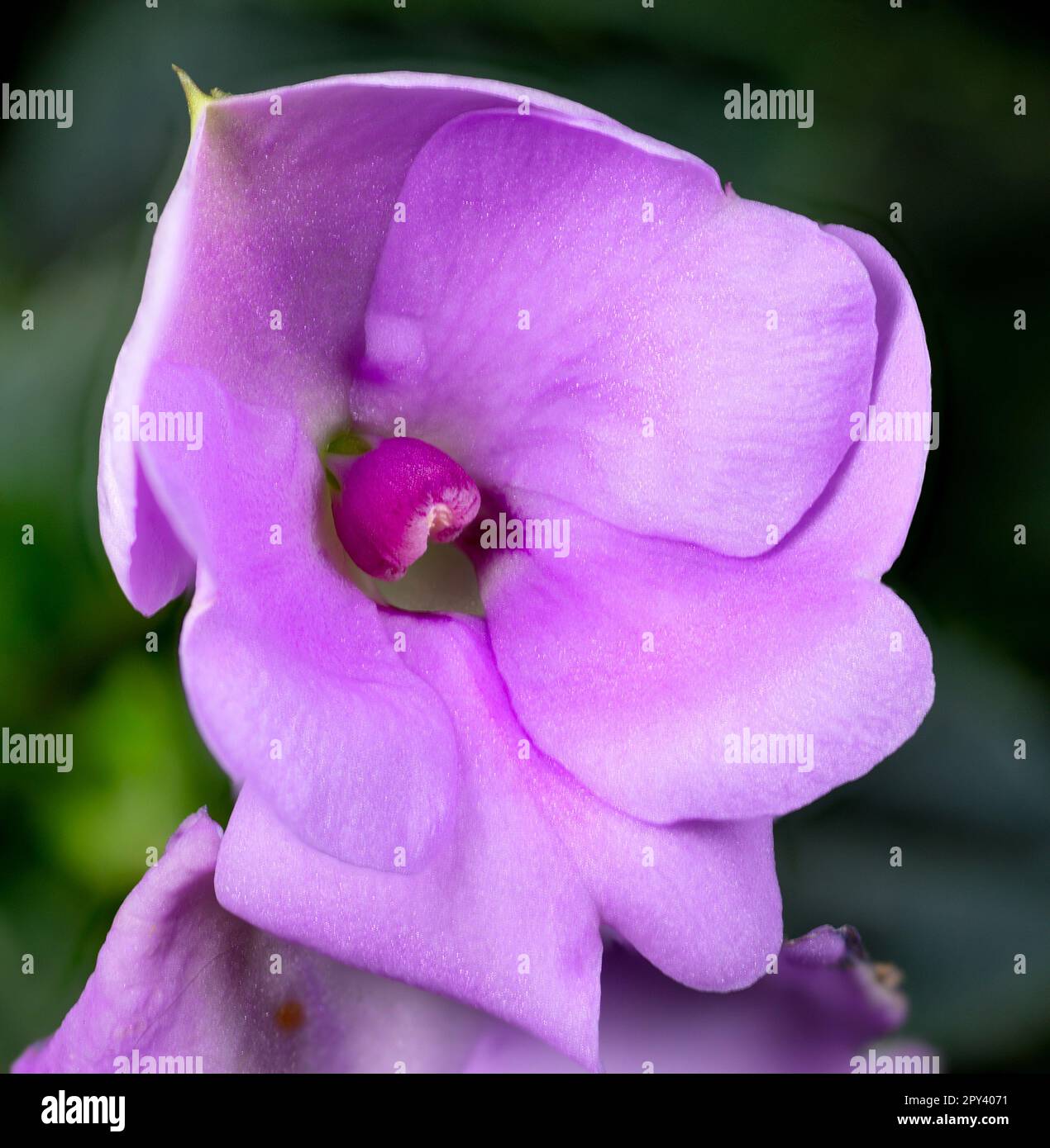 Image en gros plan d'une seule fleur rose d'impatiens de Nouvelle-Guinée (Impatiens hawkeri). Banque D'Images