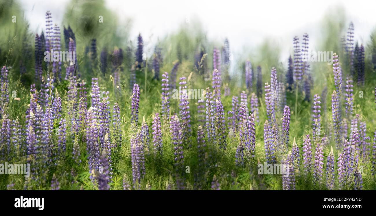 Une prairie de style fairytail de lupin violet ou bleu bleuet, couleurs pastel douces Banque D'Images