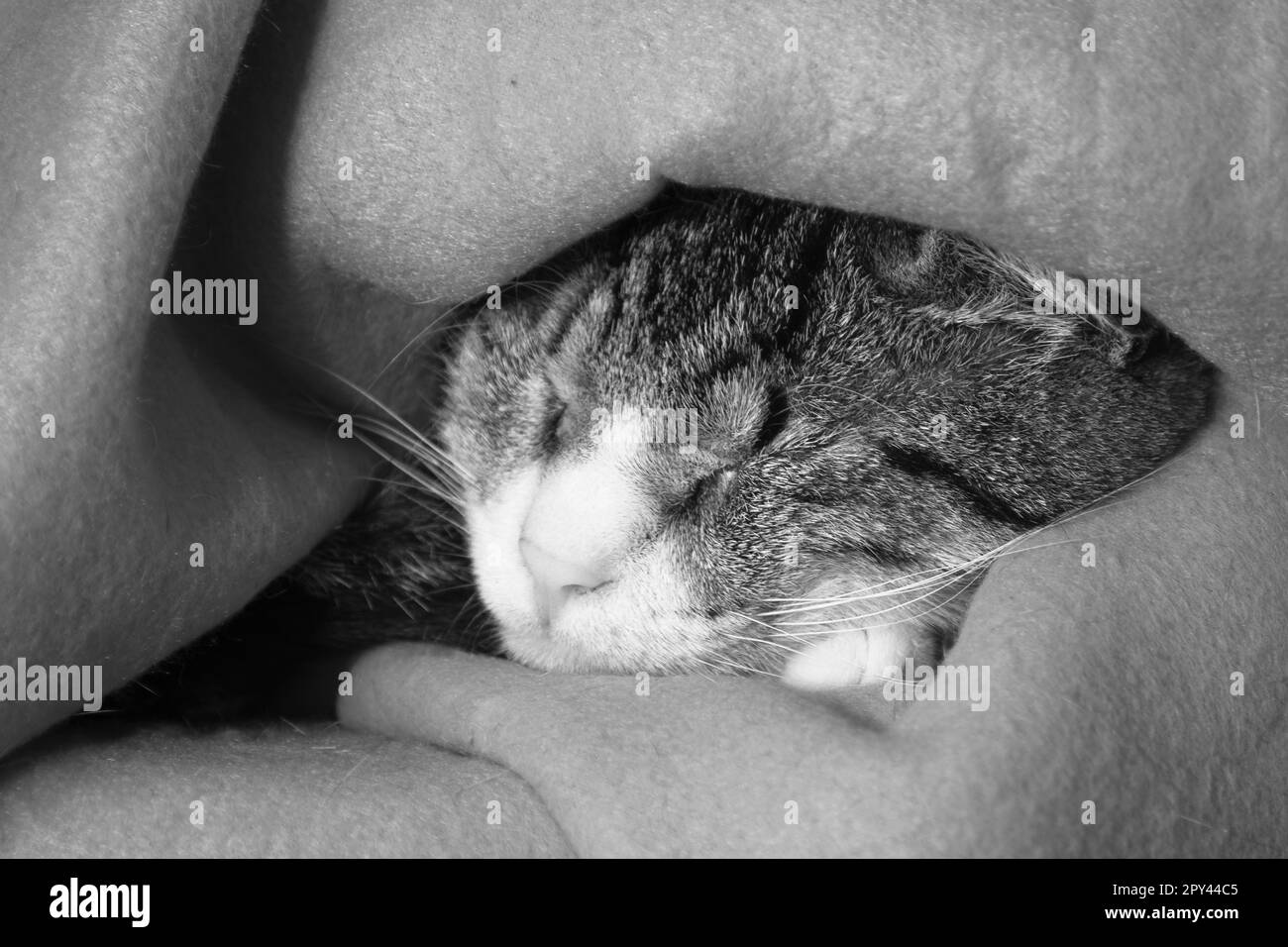doux chat dormant dans une couverture bleu de bébé en noir et blanc Banque D'Images doux chat dormant dans une couverture bleu de bébé en noir et blanc Banque D'Images