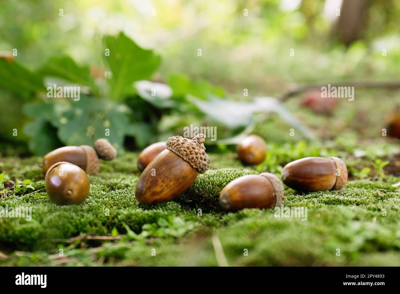 Beaucoup d'acorns sur la mousse verte dans la forêt, espace pour le texte Banque D'Images