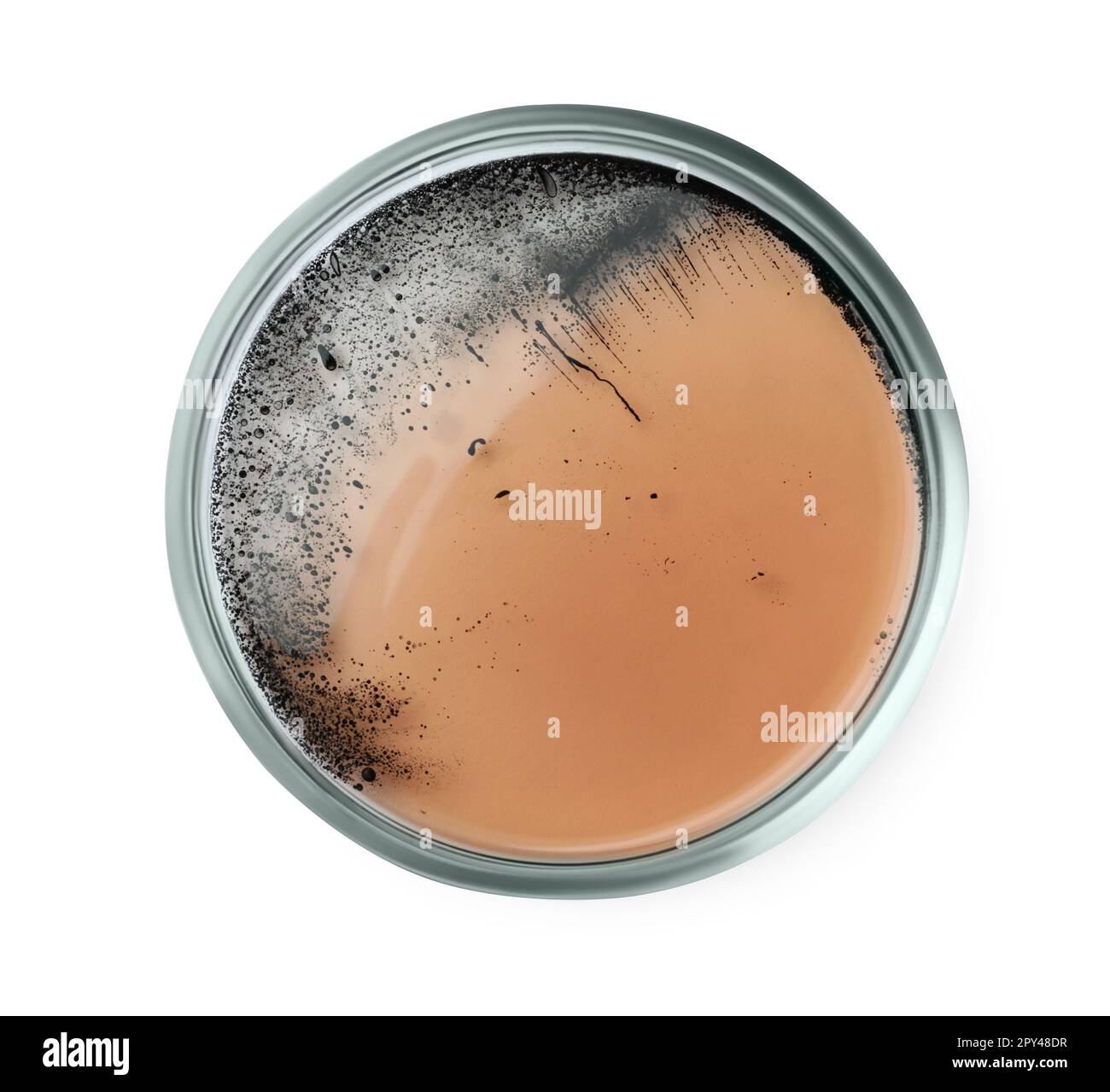 Boîte de Pétri avec colonie de bactéries isolée sur blanc, vue de dessus Banque D'Images