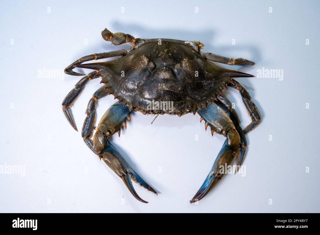 Stralsund, Allemagne. 26th avril 2023. Vue sur un crabe bleu couché sur une table dans la collection du Musée océanographique allemand. Le crabe a été trouvé en avril 2023 sur la plage de la station balnéaire Baltic Ahlbeck. Complètement différent des crabes indigènes regarda la découverte d'un marcheur sur Usedom. Selon un expert, c'était le premier enregistrement de l'espèce dans le sud de la mer Baltique. Elle l'appelle une « trouvaille de détection ». Credit: Stefan Sauer/dpa/Alay Live News Banque D'Images