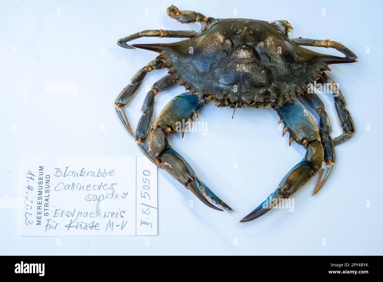 Stralsund, Allemagne. 26th avril 2023. Vue sur un crabe bleu situé sur une table dans la collection du Musée océanographique allemand. Le crabe a été trouvé en avril 2023 sur la plage de la station balnéaire Baltic Ahlbeck. Complètement différent des crabes indigènes était la découverte d'un marcheur sur Usedom. Selon un expert, c'était le premier enregistrement de l'espèce dans le sud de la mer Baltique. Elle l'appelle une « trouvaille de détection ». Credit: Stefan Sauer/dpa/Alay Live News Banque D'Images