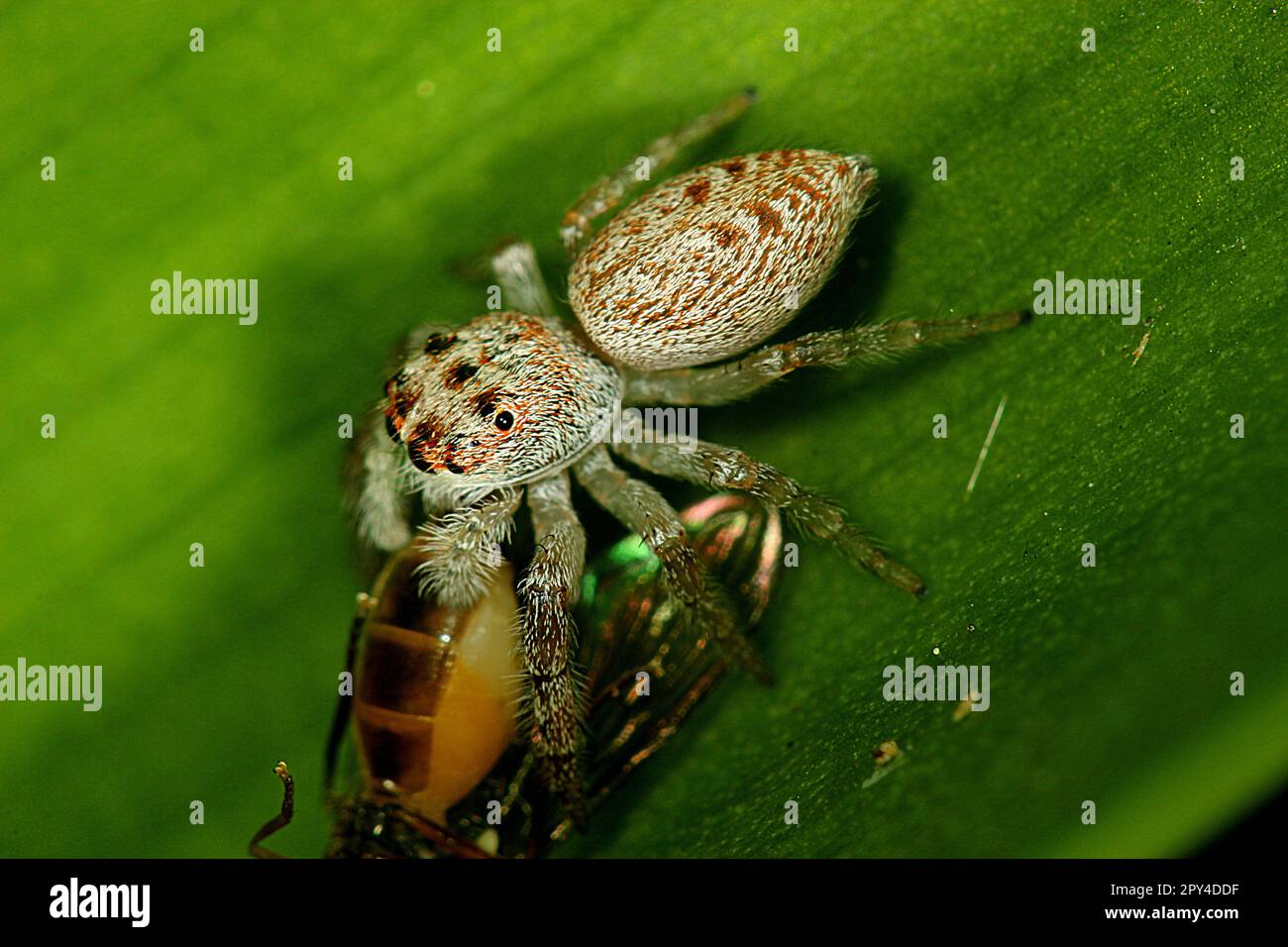 Cyclops sautant l'araignée (Opisthoncus polyphemus) mangeant une mouche Banque D'Images