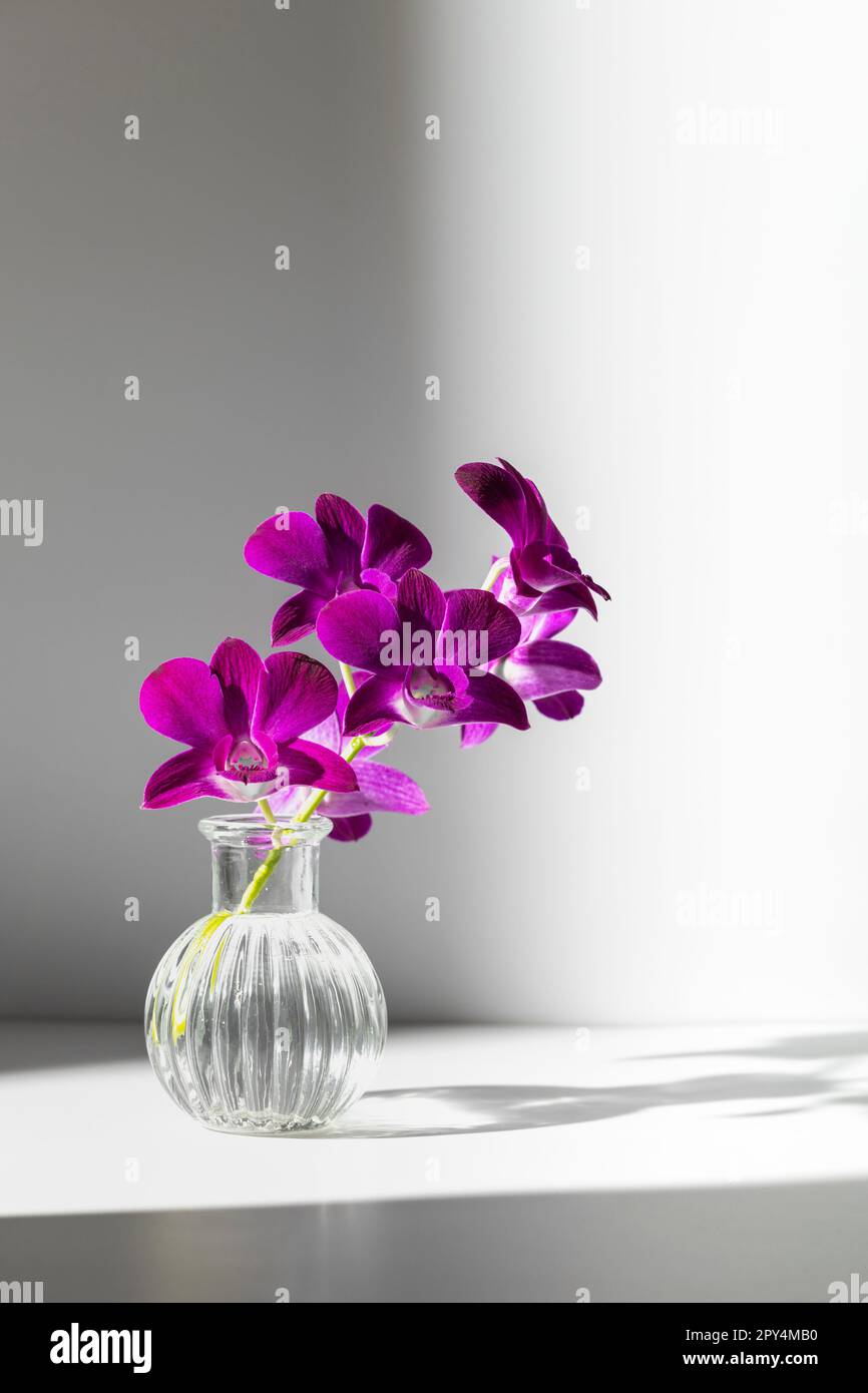 Branche d'orchidée pourpre dans vase transparent sur fond gris ombré, espace de copie. Le faisceau lumineux éclaire la disposition des fleurs et l'espace à proximité Banque D'Images