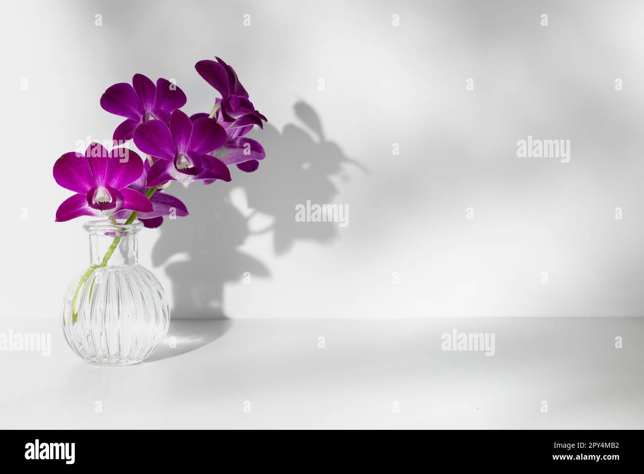 Branche de fleurs d'orchidée pourpre dans vase transparent sur fond blanc, espace de copie, photo horizontale. Silhouette de fleur et ombre à peine visible Banque D'Images