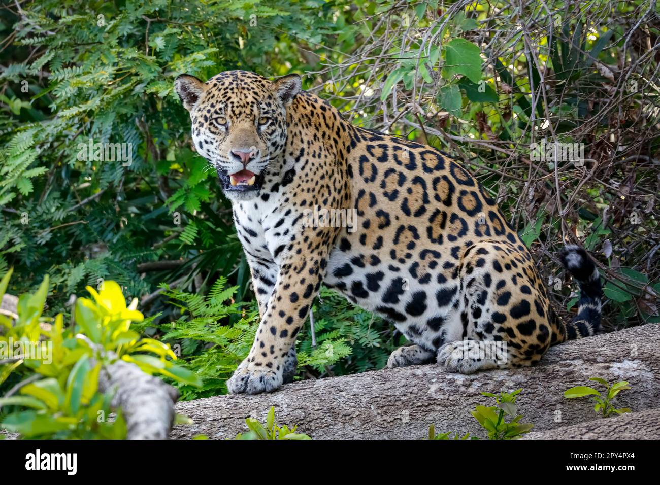 Impressionnant Jaguar assis sur un tronc d'arbre au bord de la rivière, face à la caméra, Pantanal Wetlands, Mato Grosso, Brésil Banque D'Images