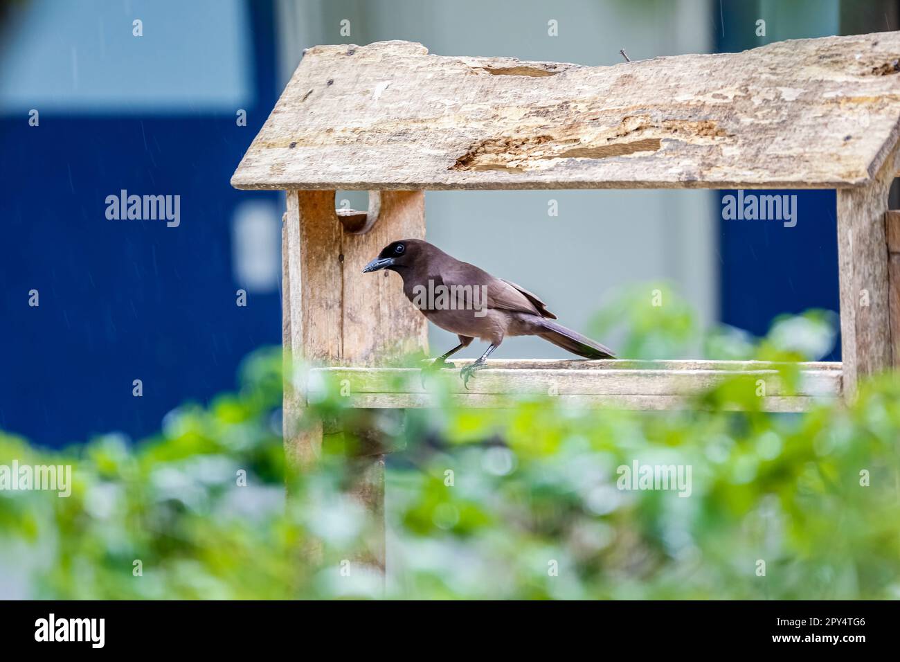 Jay pumplish assis dans une maison d'oiseaux en bois, Pantanal Wetlands, Mato Grosso, Brésil Banque D'Images
