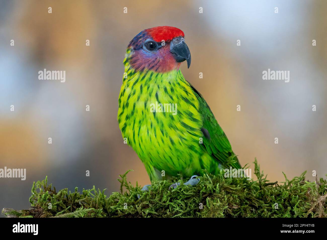 Le Lorikeet de Goldie Banque D'Images