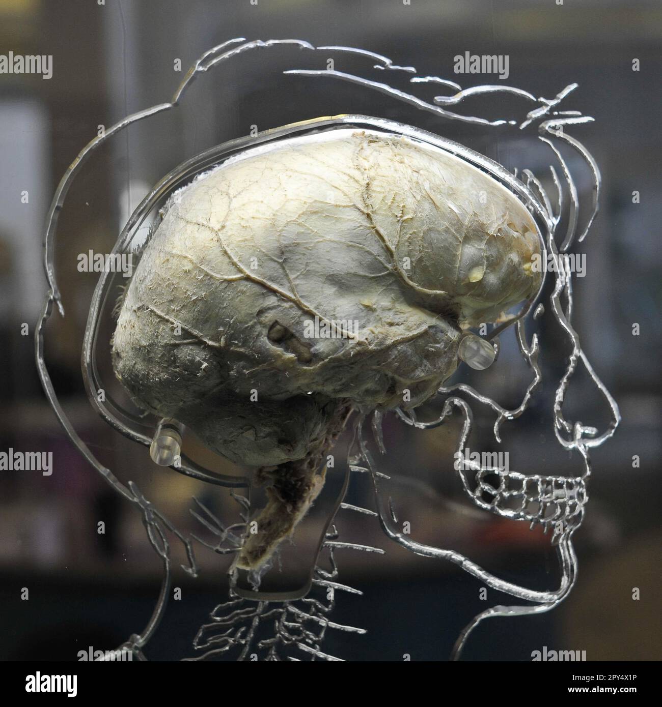 Photo du dossier datée du 10/03/2011 d'un vrai cerveau humain suspendu dans un liquide avec un squelette à l'échelle, un système nerveux central et une silhouette humaine sculptés dans l'acrylique. Les scientifiques sont à la recherche de « super mémorisateurs » pour participer à une nouvelle étude sur les personnes aux souvenirs exceptionnels. Des universitaires de l'Université de Cambridge tentent de découvrir pourquoi certaines personnes sont beaucoup mieux à se souvenir que d'autres. Toute personne qui croit avoir une mémoire exceptionnelle est invitée à passer une enquête en ligne et un test de mémoire. Date de publication : mercredi 3 mai 2023. Banque D'Images