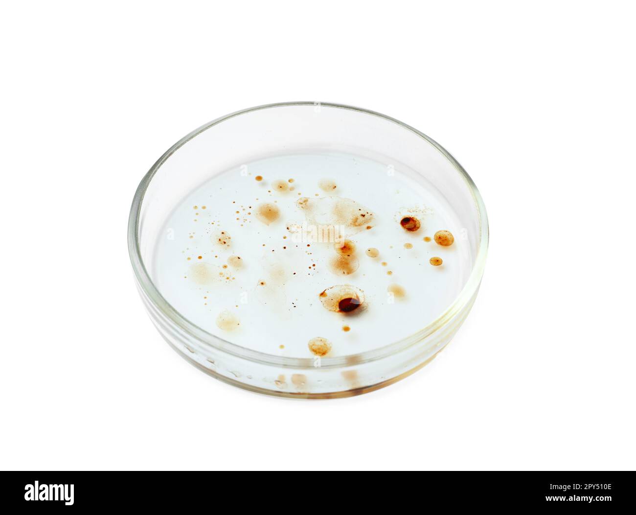 Boîte de Pétri avec colonie de bactéries isolée sur blanc Banque D'Images