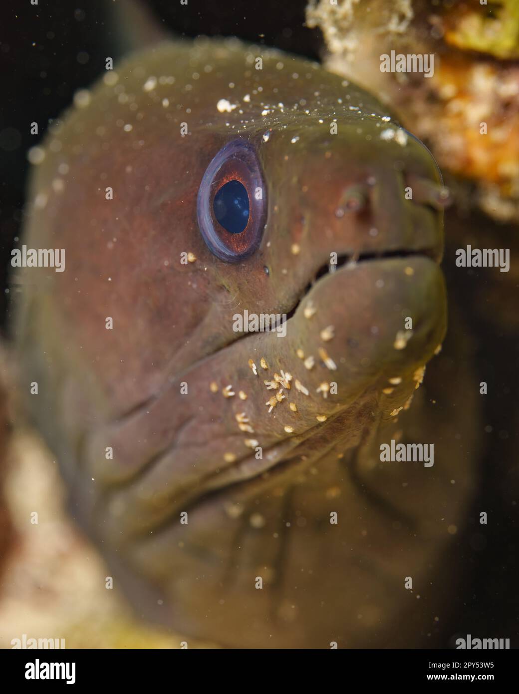Une image isolée d'un grand poisson vert avec des yeux bleu vif regardant vers le haut Banque D'Images