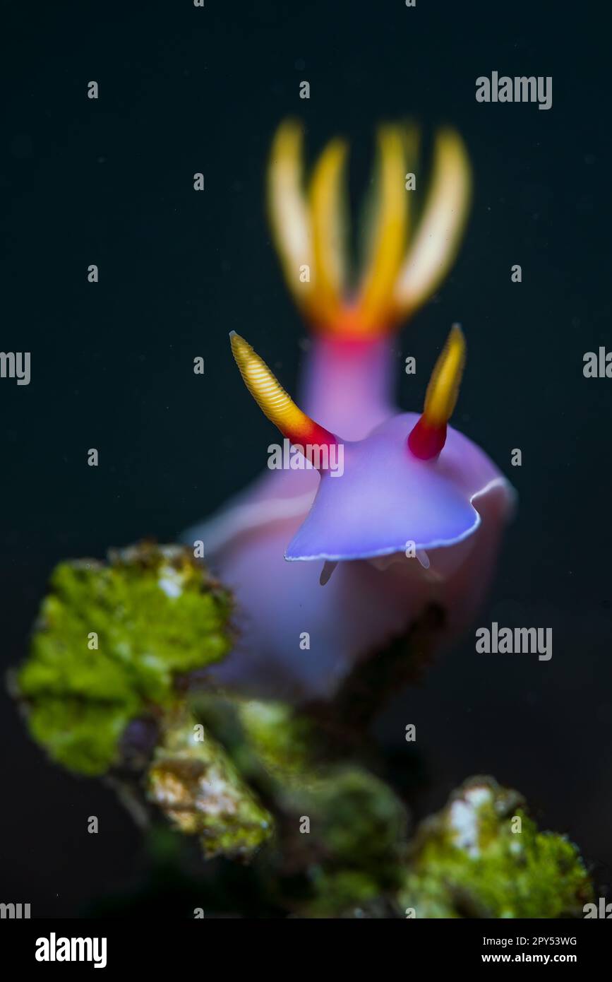 Un gros plan vertical d'un Hypselodoris bullocki nageant sous l'eau Banque D'Images