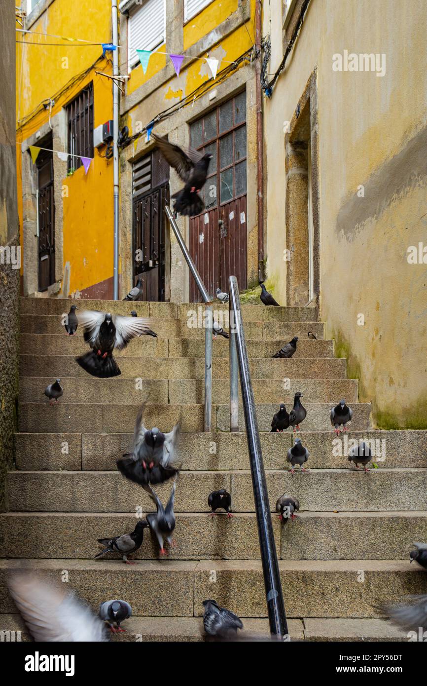 Pigeons en mouvement à la recherche de graines d'oiseaux dans les escaliers dans une rue colorée de Porto Banque D'Images