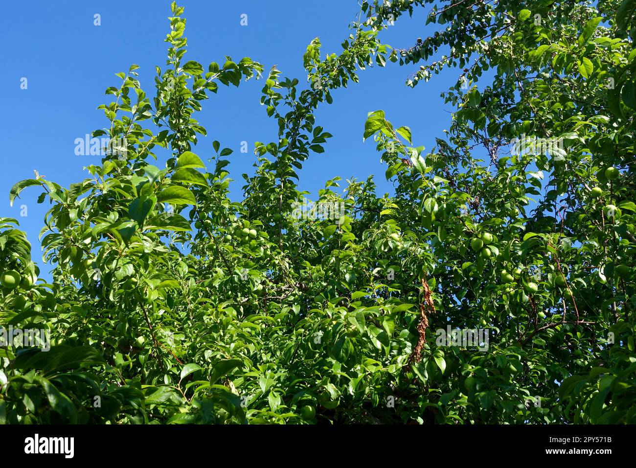 une grande quantité de prunes vertes entre les feuilles de la prunier Banque D'Images