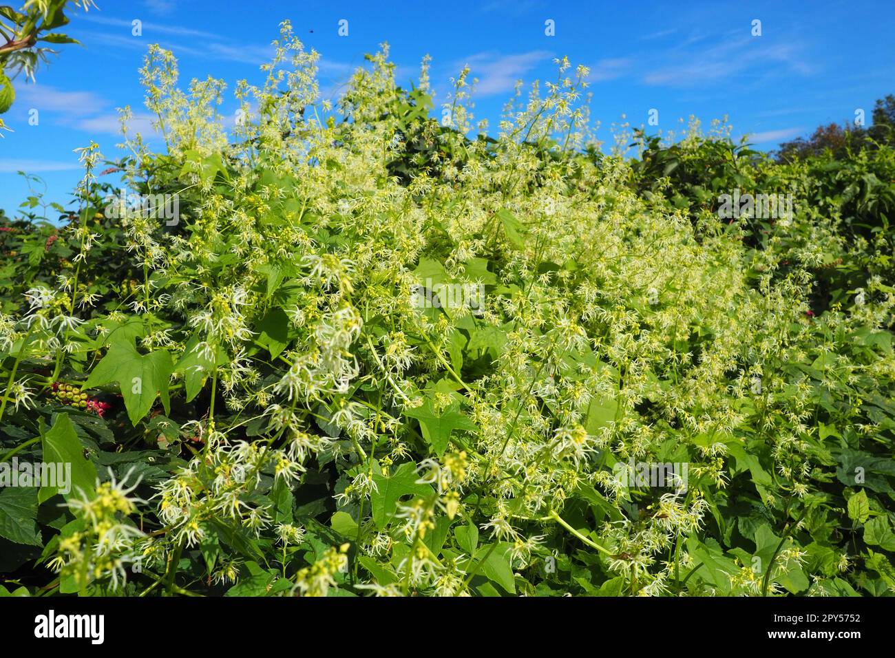 Echinocystis, Echinocystis, est un genre monotypique de plantes herbacées annuelles de la famille des Cucurbitaceae. Echinocystis lobata, ou Echinocystis lobata lobaté. Liana aux fleurs blanc-jaune. Banque D'Images