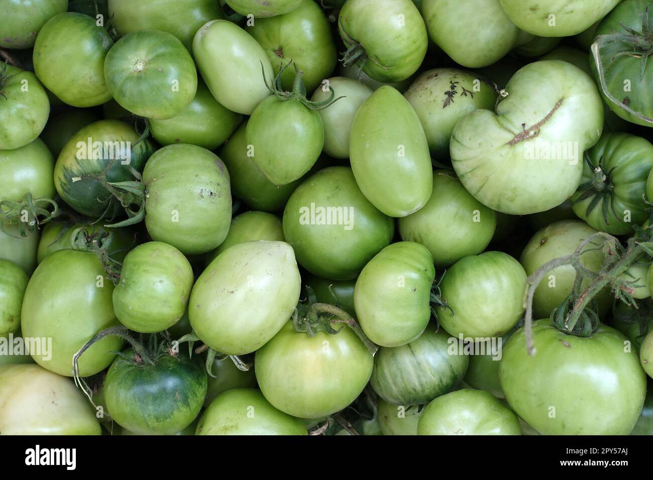 Gros plan de tomates de village dans un bol, sans hormone et sans OGM  tomates Photo Stock - Alamy