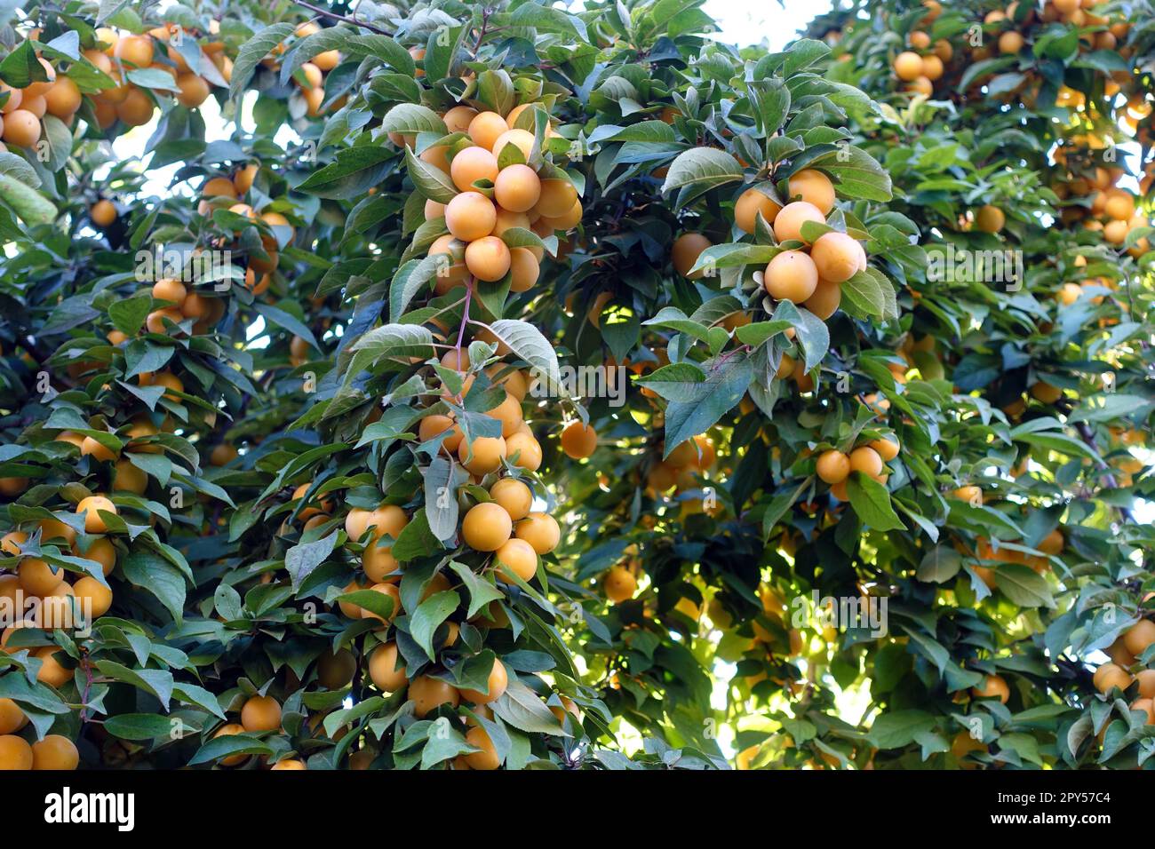 un grand nombre de prunes mûres de jaunissement parmi les feuilles de l'arbre de prune Banque D'Images