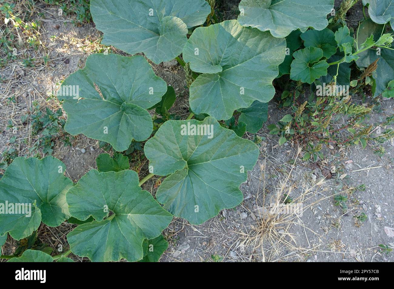 grandes feuilles de la plante de citrouille dans le jardin, longues et épineuses feuilles de citrouille Banque D'Images