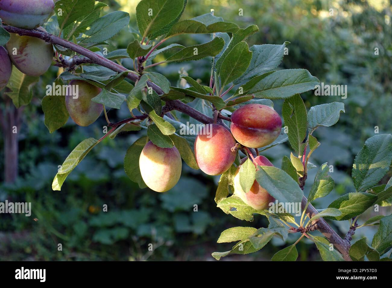grands prunes rouges naturelles qui commencent à mûrir sur l'arbre Banque D'Images