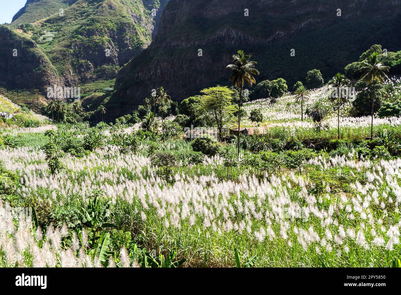 Cap-Vert, Santo Antao - Vallée de Paul Banque D'Images