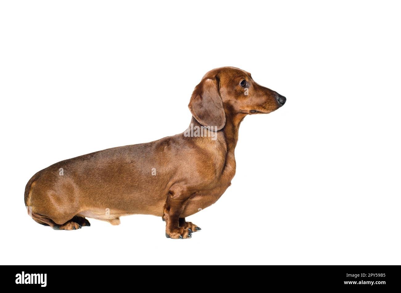 Petit chien de Dachshund rouge, chien de chasse, isolé sur fond blanc Banque D'Images