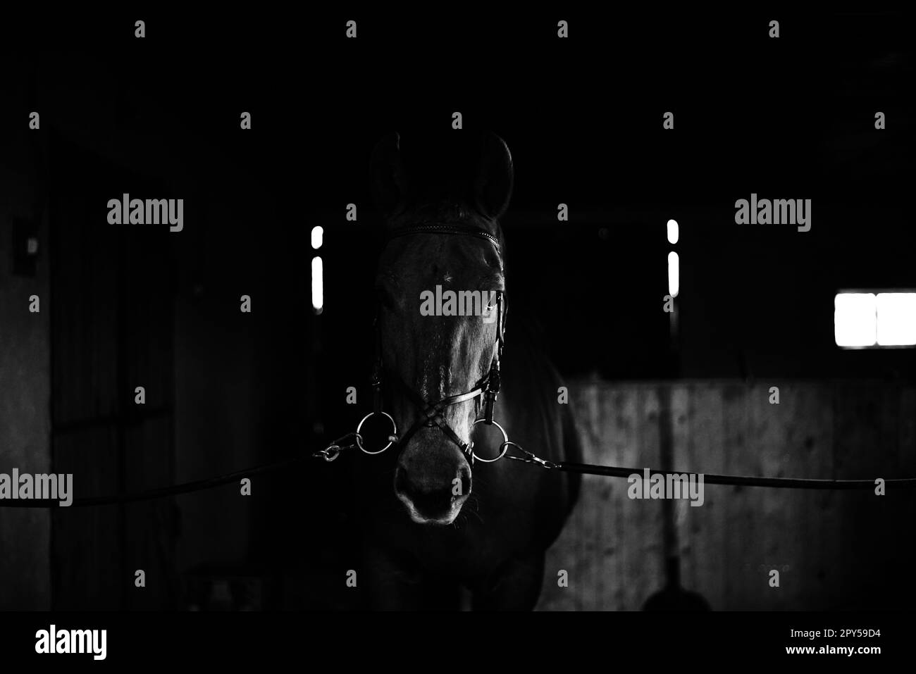 Cheval noir, cheval noir sauvage en arrière-plan naturel, portrait de cheval, noir et blanc Banque D'Images