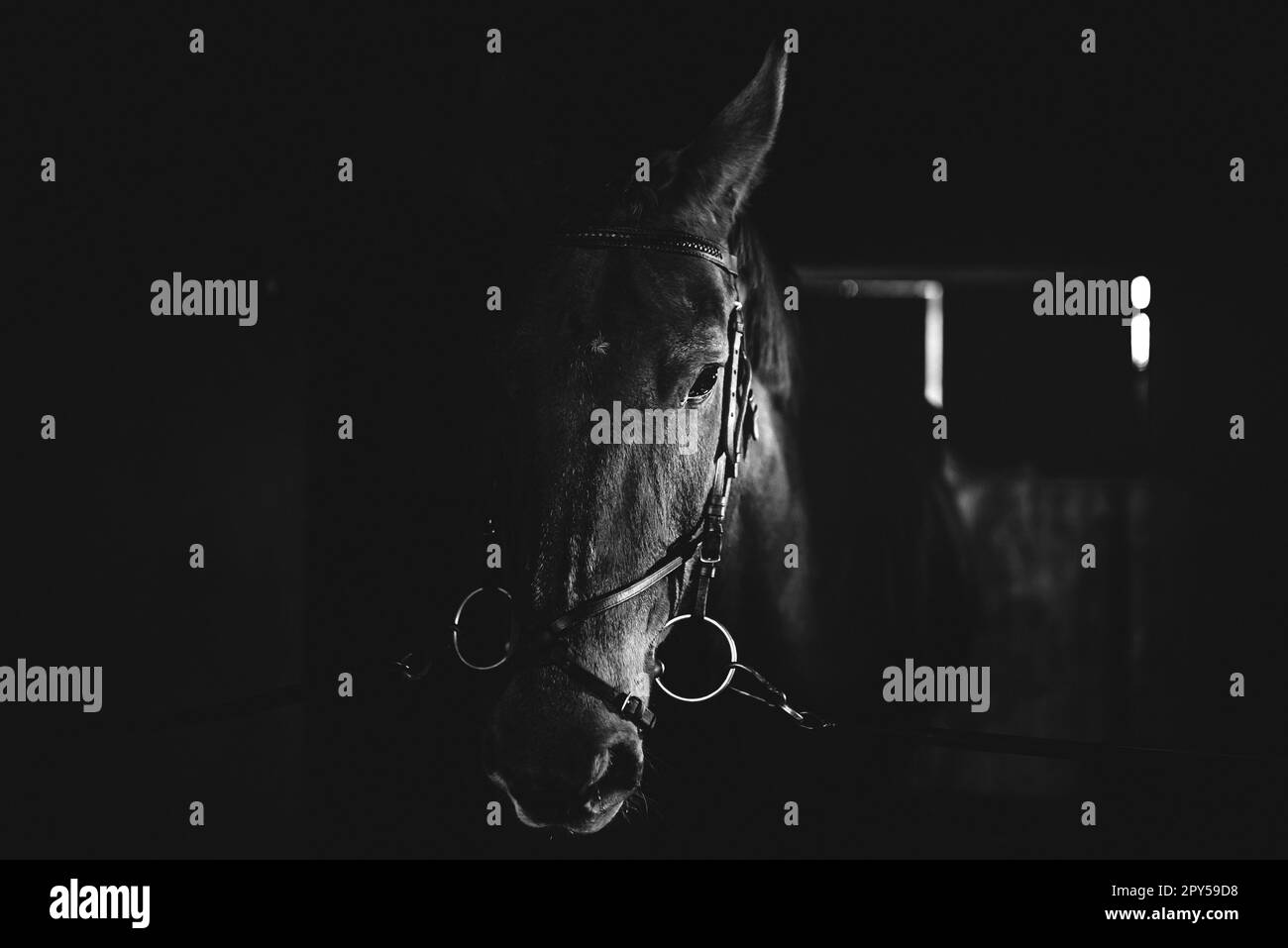 Cheval noir, cheval noir sauvage dans un portrait stable d'un cheval, noir et blanc Banque D'Images