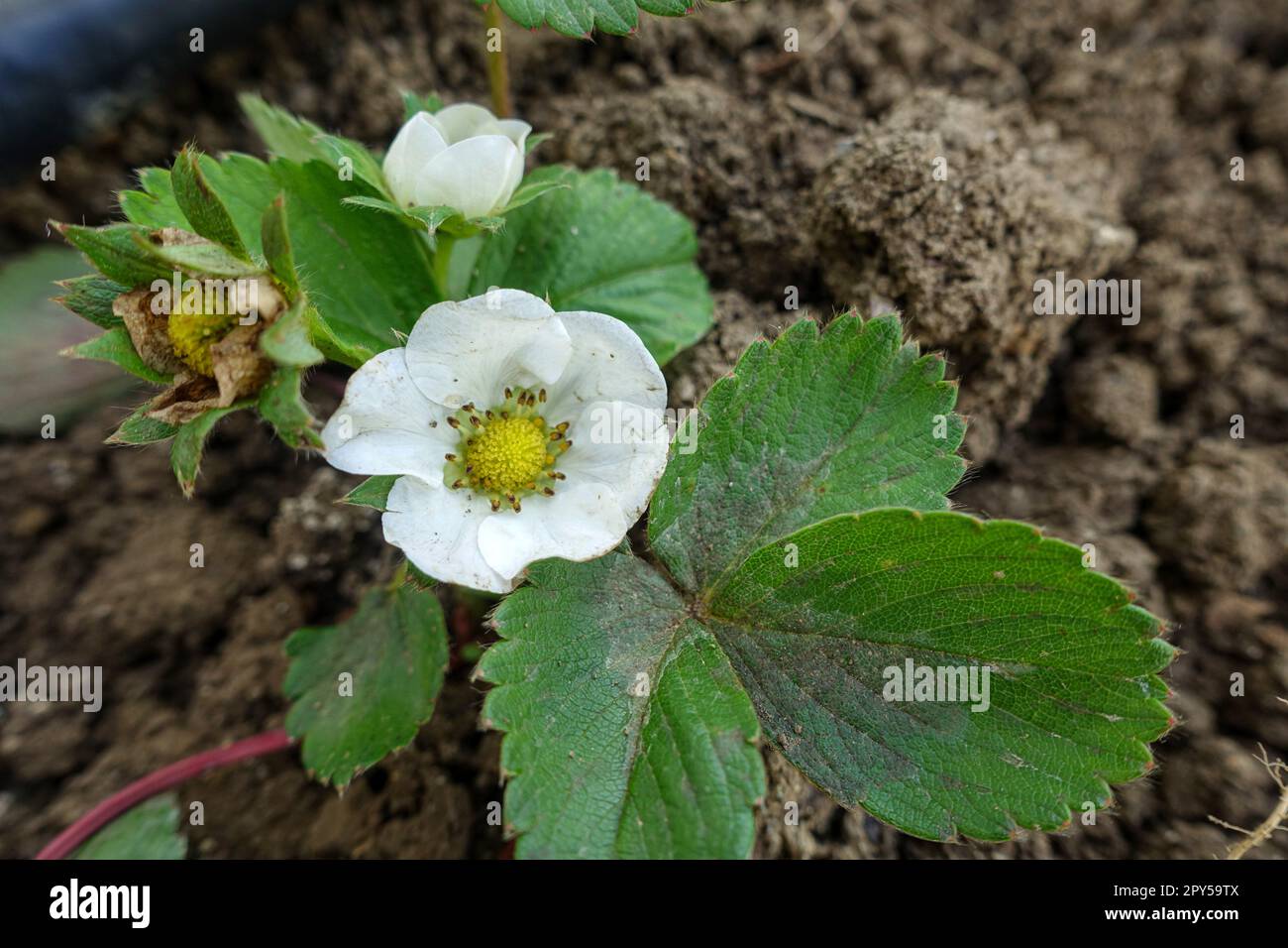 plantules de fraises fraîches en fleurs, plante de fraise et fleur en gros plan Banque D'Images